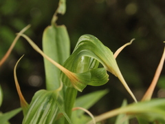 Pterostylis banksii