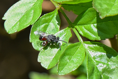 Chalcididae