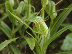 Pterostylis banksii