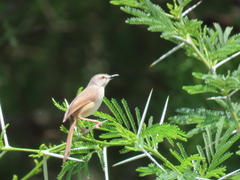 Prinia subflava