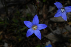 Wahlenbergia stricta