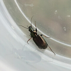 Agonum