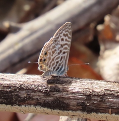Leptotes pirithous