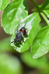 Chalcididae