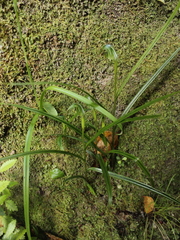 Pterostylis graminea