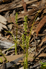 Microtis arenaria