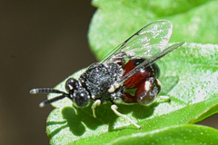 Chalcididae