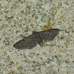Eupithecia ultimaria