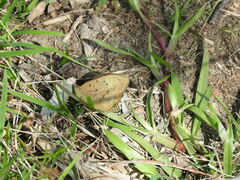 Heteronympha merope