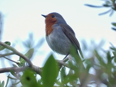Erithacus rubecula marionae