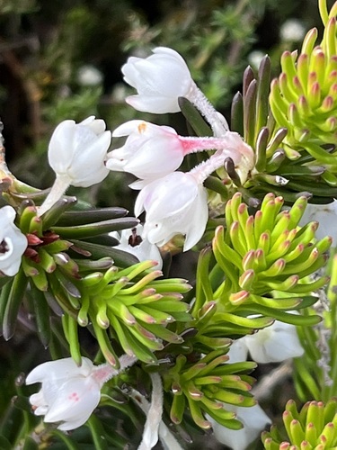 Erica calcareophila E.G.H.Oliv.