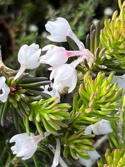 Erica calcareophila