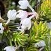 Erica calcareophila - Photo (c) Charleen, algunos derechos reservados (CC BY), subido por Charleen
