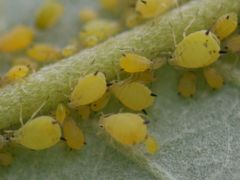 Aphis verbasci