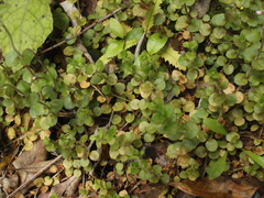 Epilobium rotundifolium