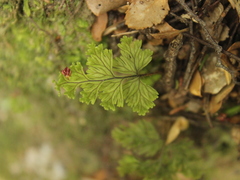Hymenophyllum scabrum