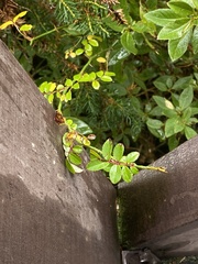Rosa transmorrisonensis