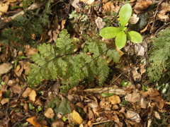 Hymenophyllum scabrum