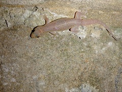 Gehyra mutilata