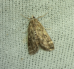 Parapoynx stratiotata