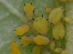 Aphis verbasci