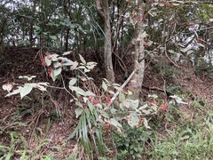 Viburnum luzonicum