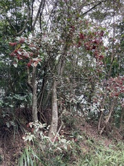 Viburnum luzonicum