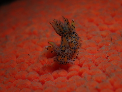 Thecacera pennigera