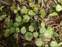 Rubus australis