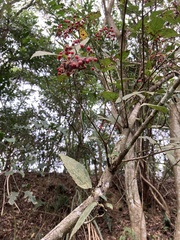 Viburnum luzonicum