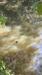 Ornithorhynchus anatinus
