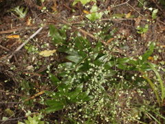 Elaeocarpus hookerianus