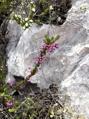 Erica gracilipes