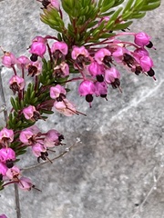 Erica gracilipes