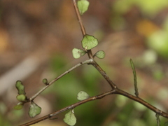 Elaeocarpus hookerianus