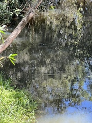 Ornithorhynchus anatinus