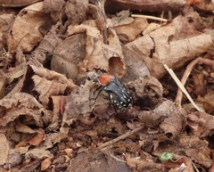 Clinteroides permutans