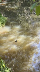 Ornithorhynchus anatinus