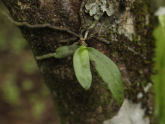 Drymoanthus adversus