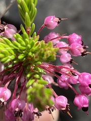 Erica gracilipes