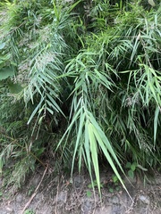Arundo formosana