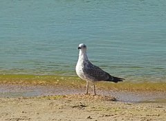 Larus michahellis