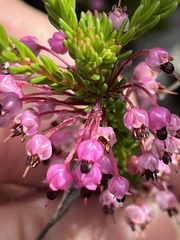 Erica gracilipes