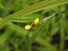 Ranunculus reflexus