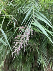 Arundo formosana