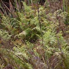 Pteridium aquilinum capense
