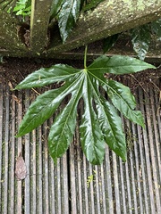 Fatsia polycarpa
