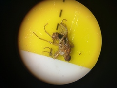 Norellisoma spinimanum