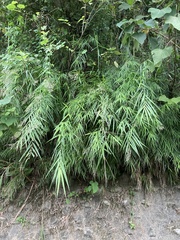Arundo formosana