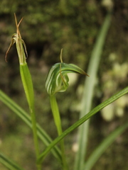Pterostylis graminea
